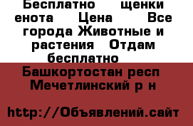 Бесплатно !!! щенки енота!! › Цена ­ 1 - Все города Животные и растения » Отдам бесплатно   . Башкортостан респ.,Мечетлинский р-н